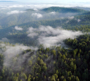 Aerial view of a vast, lush redwood forest with rolling hills covered in dense evergreen trees. Low-lying mist drifts through the towering redwoods, creating a serene and ethereal atmosphere.