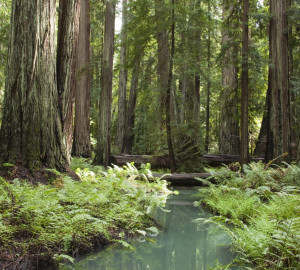 Montgomery Woods