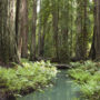 Montgomery Woods State Park. Photo by Peter Buranzon