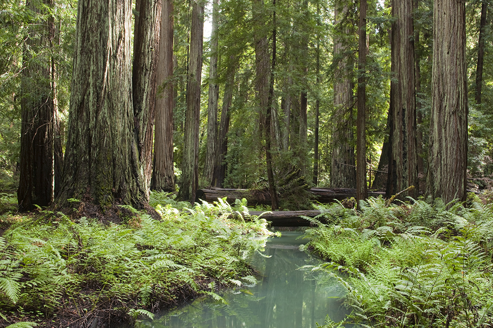 Montgomery Woods State Park. Photo by Peter Buranzon