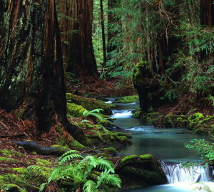 In 2010, the League completed a park enhancement project in Montgomery Woods State Natural Reserve to help make the park facilities more accessible. Photo by Ken Susman