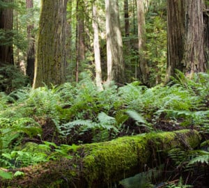 Lush ferns blanket the forest floor at Montgomery Woods. Photo by Peter Buranzon