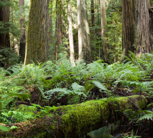 Redwood Forest Facts Save The Redwoods League