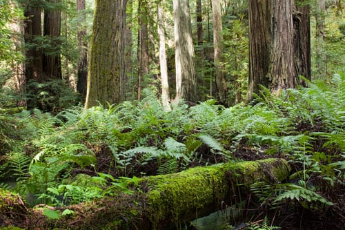 Lush ferns blanket the forest floor at Montgomery Woods. Photo by Peter Buranzon
