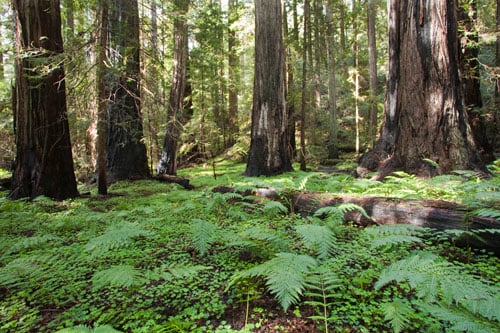 Large ferns at Montgomery Woods. Photo by Peter Buranzon