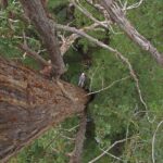 Shot from above looking down on Todd Dawson, Ph. D., rappelling from a redwood tree