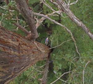 Shot from above looking down on Todd Dawson, Ph. D., rappelling from a redwood tree