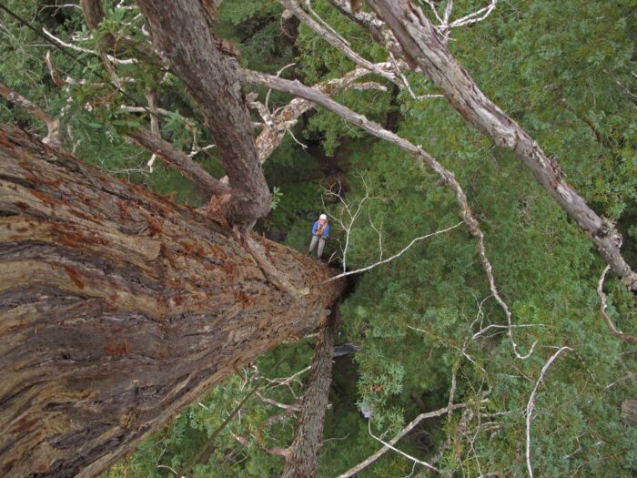 Shot from above looking down on Todd Dawson, Ph. D., rappelling from a redwood tree