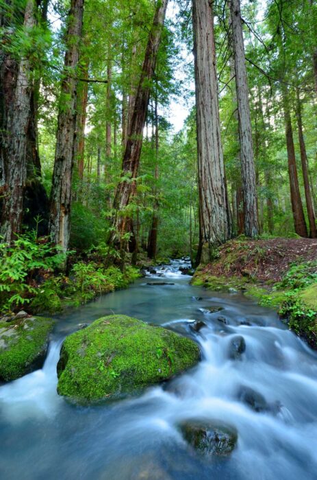 A clear forest stream rushes over and around mossy green rocks with tall redwood trees in the background