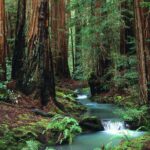 Turquoise waters of a creek stair-step through a shaded forest of green ferns and ancient redwoods