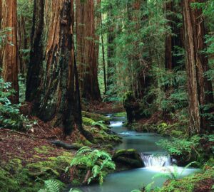 Turquoise waters of a creek stair-step through a shaded forest of green ferns and ancient redwoods
