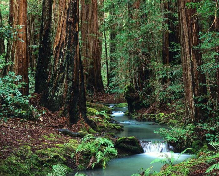 Turquoise waters of a creek stair-step through a shaded forest of green ferns and ancient redwoods
