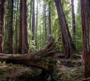 Montgomery Woods State Natural Reserve.  Photo by Max Forster @maxforsterphotography, courtesy of Save the Redwoods League.