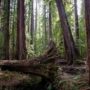 Montgomery Woods State Natural Reserve.  Photo by Max Forster @maxforsterphotography, courtesy of Save the Redwoods League.