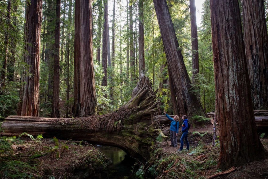 15 ways we protected, restored, and connected people with the redwoods