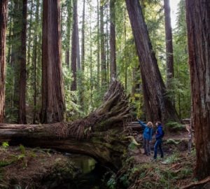 two women looking at the roots of a fallen redwood tree