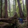 Montgomery Woods State Natural Reserve.  Photo by Max Forster @maxforsterphotography, courtesy of Save the Redwoods League.