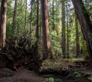 Montgomery Woods State Natural Reserve.  Photo by Max Forster @maxforsterphotography, courtesy of Save the Redwoods League.