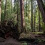 Montgomery Woods State Natural Reserve.  Photo by Max Forster @maxforsterphotography, courtesy of Save the Redwoods League.