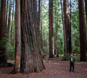 Montgomery Woods State Natural Reserve.  Photo by Max Forster @maxforsterphotography, courtesy of Save the Redwoods League.