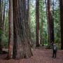 Montgomery Woods State Natural Reserve.  Photo by Max Forster @maxforsterphotography, courtesy of Save the Redwoods League.