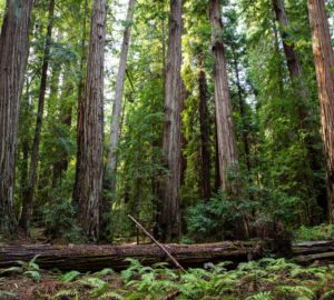 Montgomery Woods State Natural Reserve.  Photo by Max Forster @maxforsterphotography, courtesy of Save the Redwoods League.