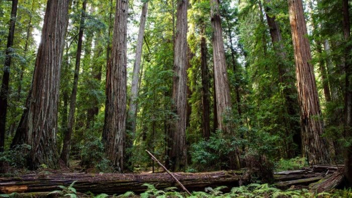 redwood forest
