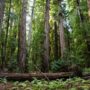 Montgomery Woods State Natural Reserve.  Photo by Max Forster @maxforsterphotography, courtesy of Save the Redwoods League.