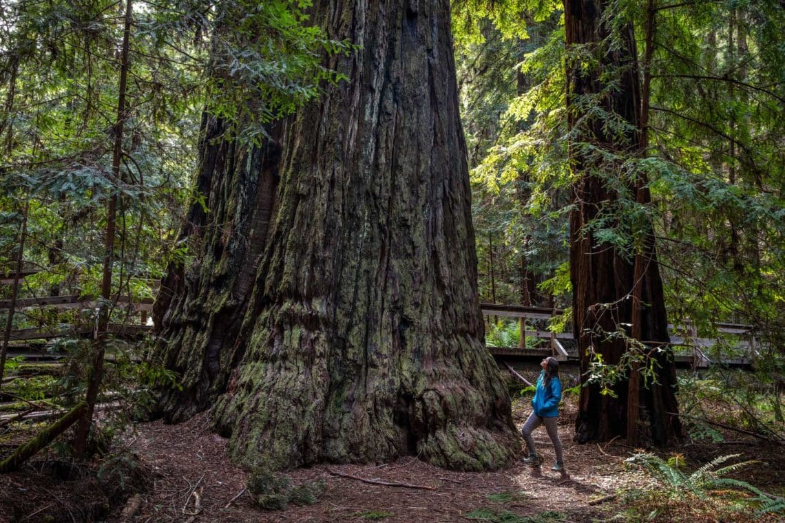 woman touching the trunk of an ancient redwood