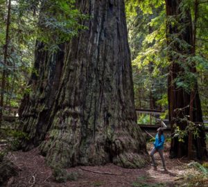 Montgomery Woods State Natural Reserve.  Photo by Max Forster @maxforsterphotography, courtesy of Save the Redwoods League.