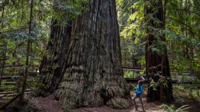 woman touching the trunk of an ancient redwood