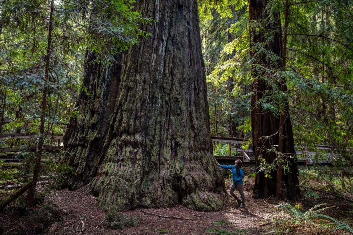 woman touching the trunk of an ancient redwood