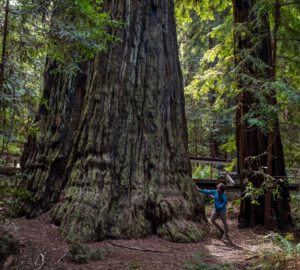 Montgomery Woods State Natural Reserve.  Photo by Max Forster @maxforsterphotography, courtesy of Save the Redwoods League.