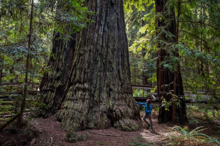 woman touching the trunk of an ancient redwood