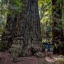 Montgomery Woods State Natural Reserve.  Photo by Max Forster @maxforsterphotography, courtesy of Save the Redwoods League.