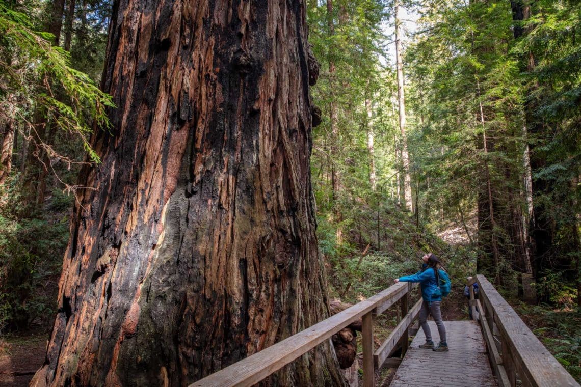 woman on wooden walkway looking up at an ancient redwood