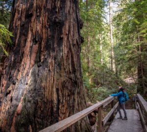 Montgomery Woods State Natural Reserve.  Photo by Max Forster @maxforsterphotography, courtesy of Save the Redwoods League.