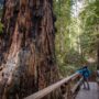 Montgomery Woods State Natural Reserve.  Photo by Max Forster @maxforsterphotography, courtesy of Save the Redwoods League.