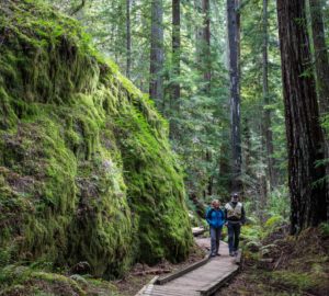 Montgomery Woods State Natural Reserve.  Photo by Max Forster @maxforsterphotography, courtesy of Save the Redwoods League.