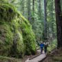 Montgomery Woods State Natural Reserve.  Photo by Max Forster @maxforsterphotography, courtesy of Save the Redwoods League.