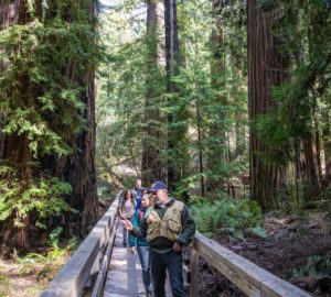 Montgomery Woods State Natural Reserve.  Photo by Max Forster @maxforsterphotography, courtesy of Save the Redwoods League.