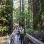 Montgomery Woods State Natural Reserve.  Photo by Max Forster @maxforsterphotography, courtesy of Save the Redwoods League.