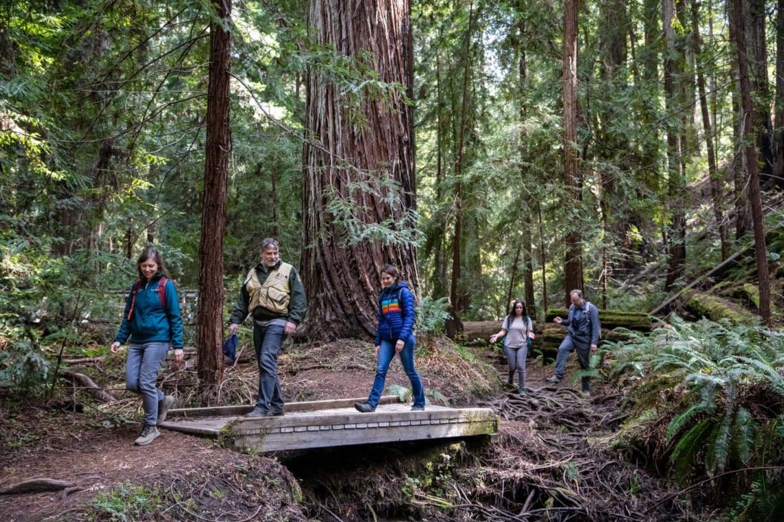 people crossing wooden bridge down trail in redwood forest