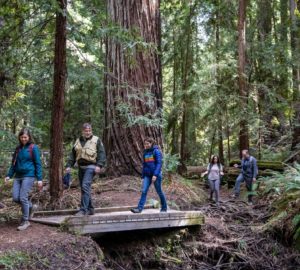 people crossing wooden bridge down trail in redwood forest