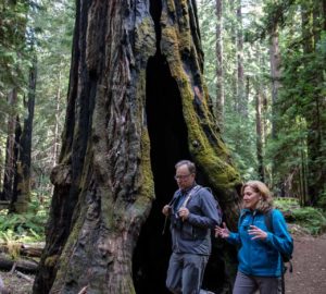 Montgomery Woods State Natural Reserve.  Photo by Max Forster @maxforsterphotography, courtesy of Save the Redwoods League.