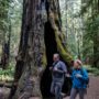 Montgomery Woods State Natural Reserve.  Photo by Max Forster @maxforsterphotography, courtesy of Save the Redwoods League.