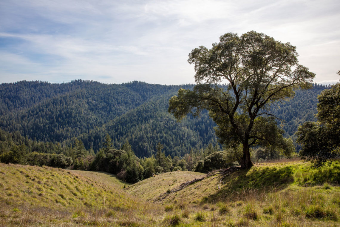 An oak tree set among rolling grasslands with a backdrop of a coast redwood and mixed conifer forest landscape