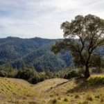 An oak tree set among rolling grasslands with a backdrop of a coast redwood and mixed conifer forest landscape