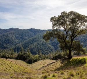Atkins Place is a 435-acre property with a coast redwood and mixed conifer forest and grassland in Mendocino County, California. Photo by Max Forster, courtesy of Save the Redwoods League.