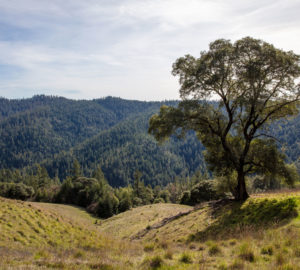 An oak tree set among rolling grasslands with a backdrop of a coast redwood and mixed conifer forest landscape